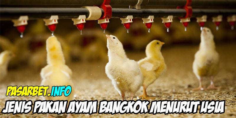 Jenis Pakan Ayam Bangkok Menurut Usia Pasarbet Sbobet