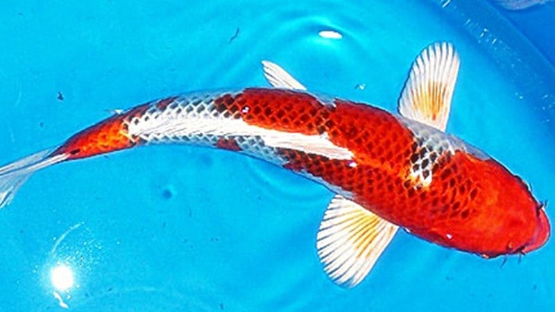 Mengenal Ikan Koi Utsurimono: Keindahan dan Karakteristiknya