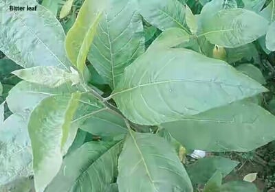 leaf bitter scent cure diabetes native medium implies brew actually called name there