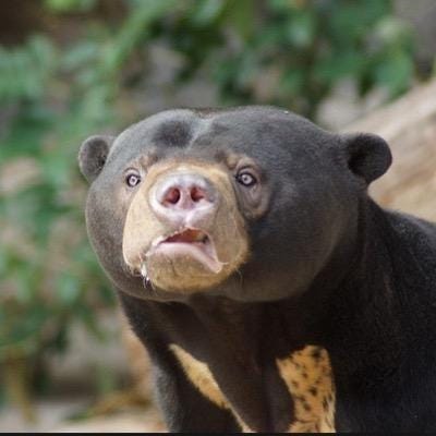 The Sun Bear Is Just Like You And Me | by kelly dickinson | Medium