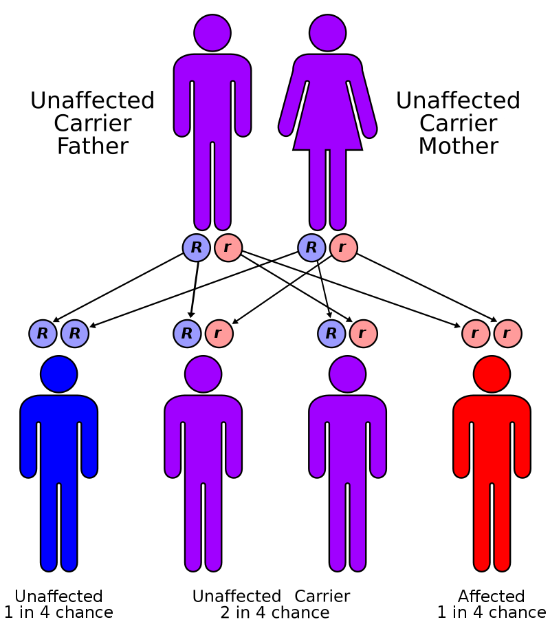 recessive and dominant traits