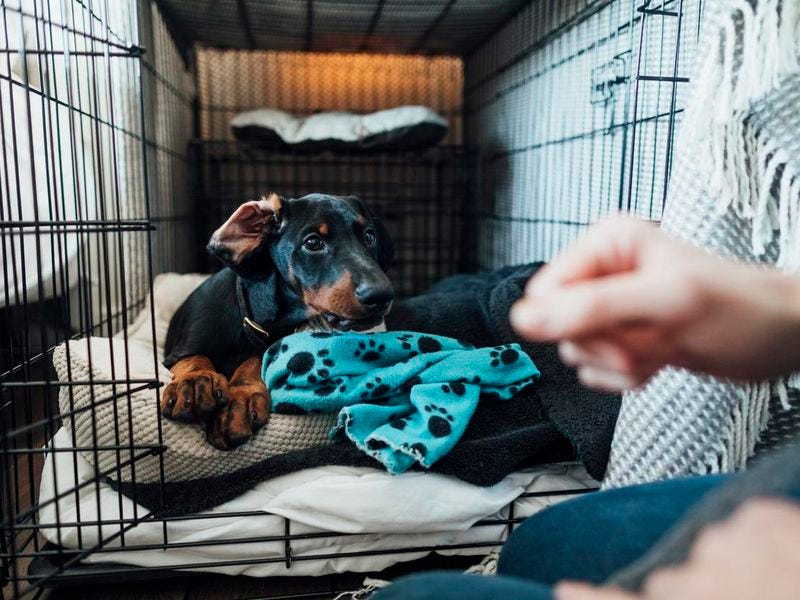 How Do Dogs Teach Responsibility