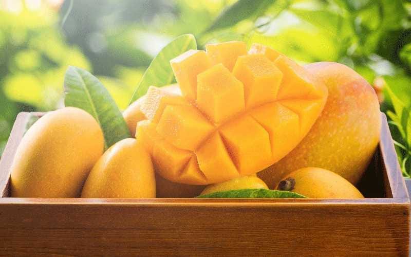 can hamster eat mango