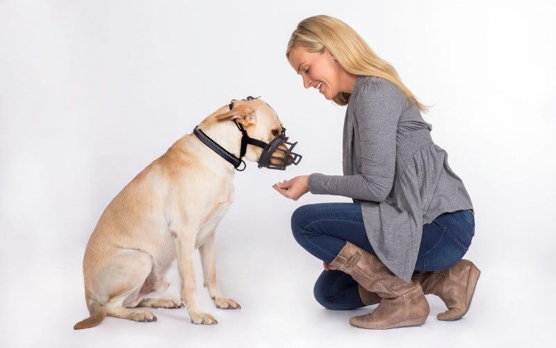 dog muzzle for aggressive dog