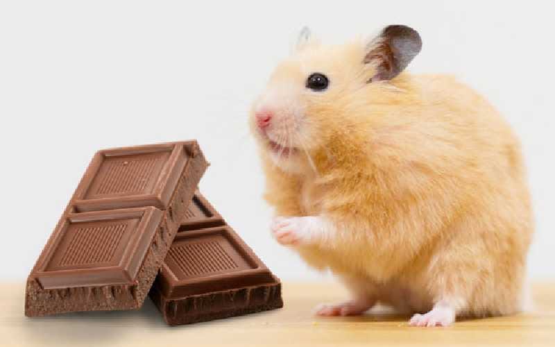 chocolate syrian hamster