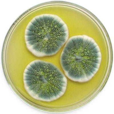 Is Blue Cheese An Antimicrobial Food By Drew Smith Phd Science For Life Medium