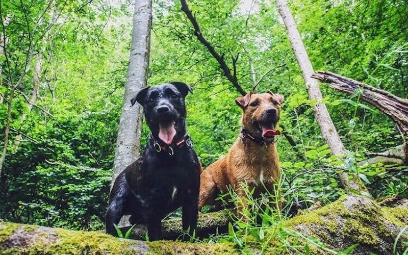 patterdale terrier brindle