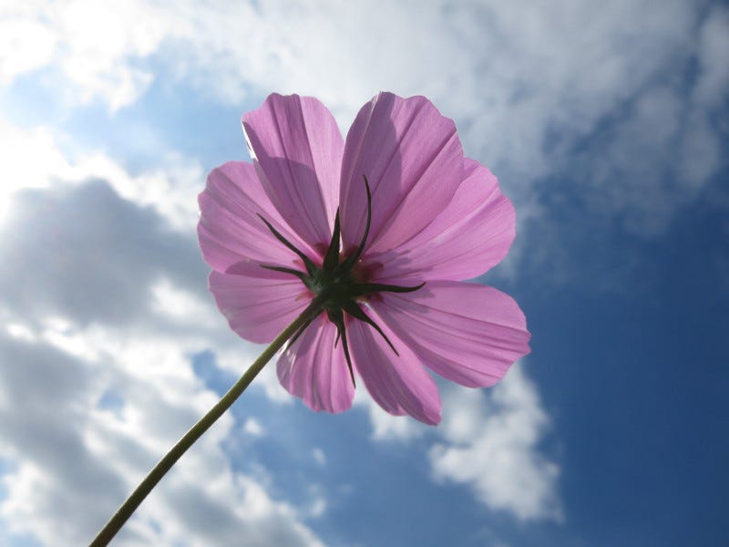コスモスの合言葉 数ある花の中で私が一番好きな花はコスモスだ コスモスを見たあとでは ウツボカズラ By Hiroyuki 坂の上で拾う雪 Medium