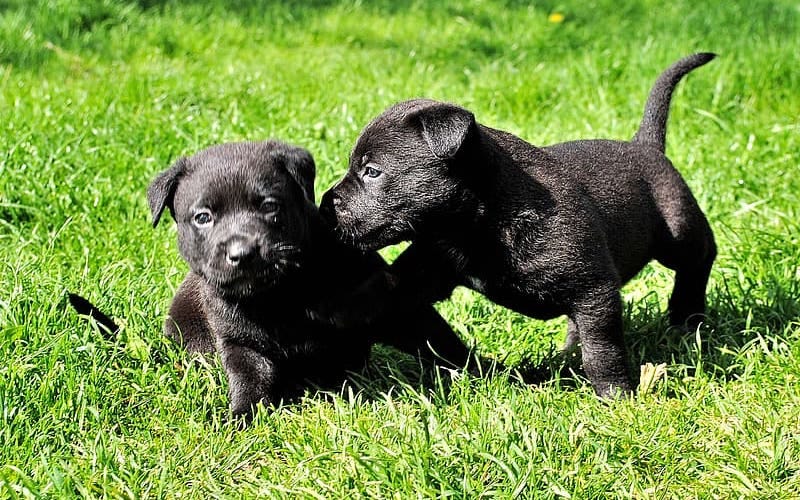 patterdale terrier kennels