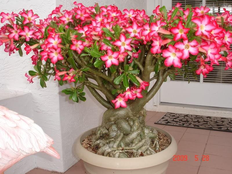 rosa do deserto amarela com vermelho