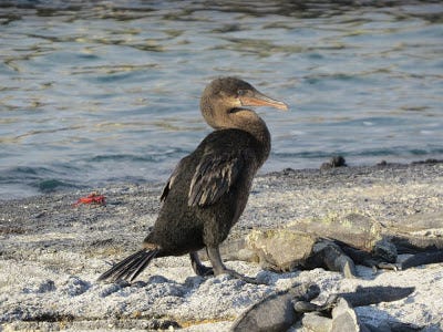 cormorant flightless galapagos espinosa point medium nature galpagos eco friendly