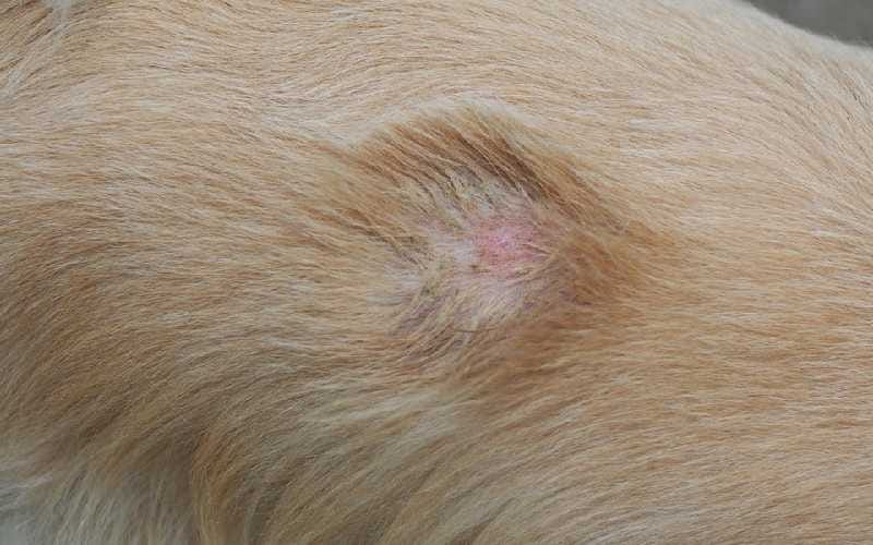 Ringworm In Dogs This Article Published On Medium By Amy Trumpeter Medium