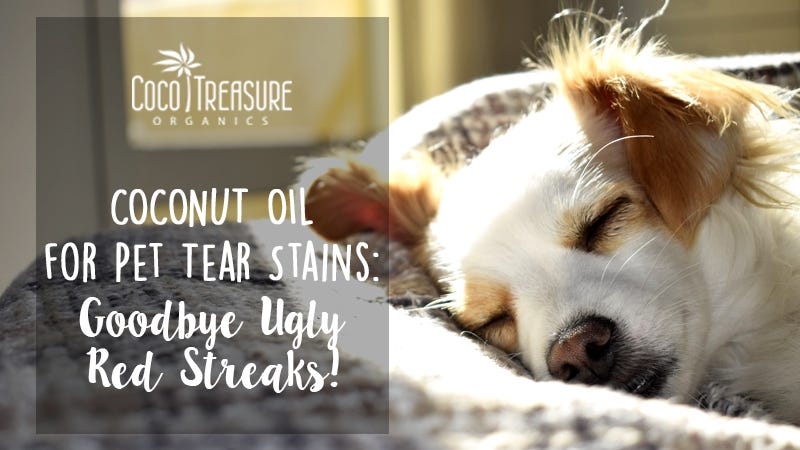 Download Coconut Oil For Dogs Before And After Images