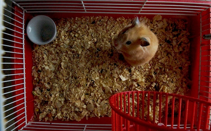 cleaning hamster cage