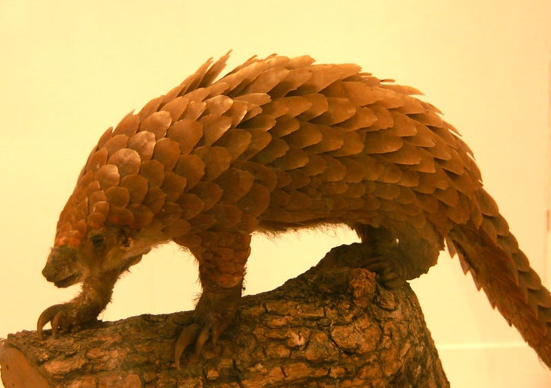 Pangolins Are Not to Blame for The Pandemic