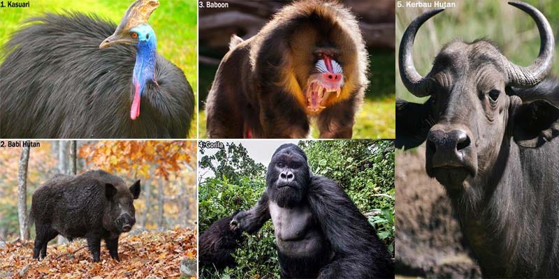 5 Hewan Hebivora Yang Paling Berbahaya Flora Dan Fauna Indonesia