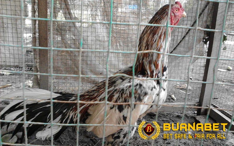 5 Cara Efektif Menghilangkan Bau Kandang Ayam Aduan