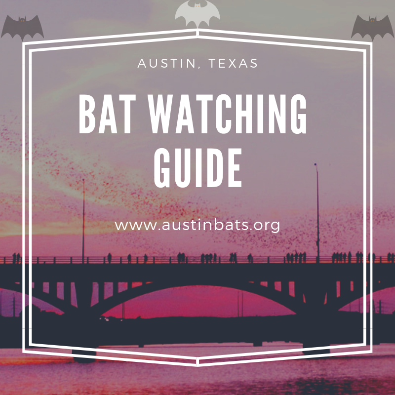 Bat Watching Guide Austin Texas. Most people associate Austin, Texas