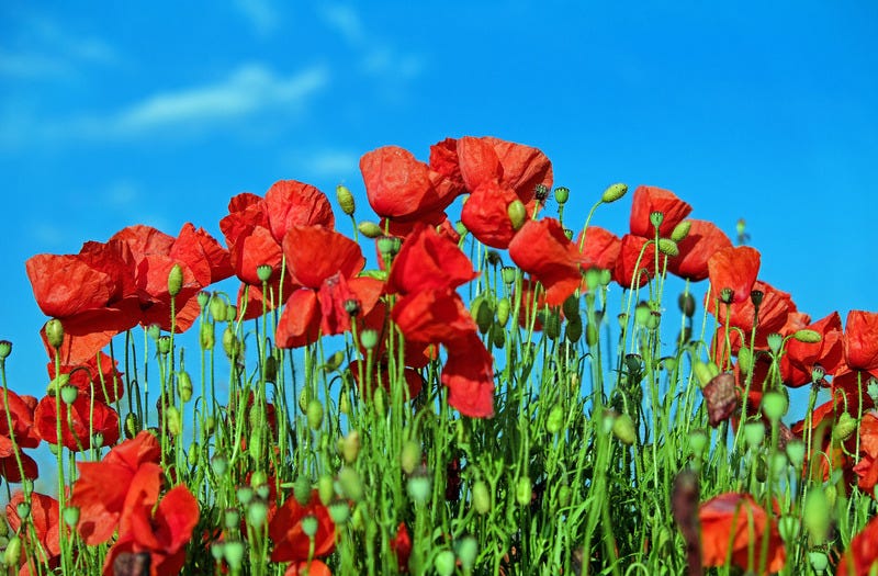 TALL POPPY SYNDROME- is it rampant in New Zealand? | by Bruce Leonard ...