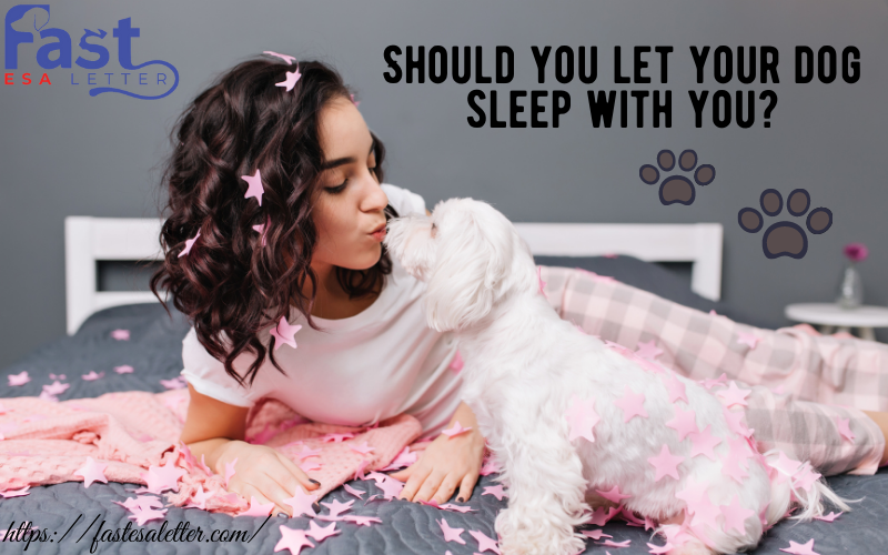 Should you let your dog sleep with you? by Niontznovev Medium