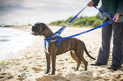 dog collar harness combo