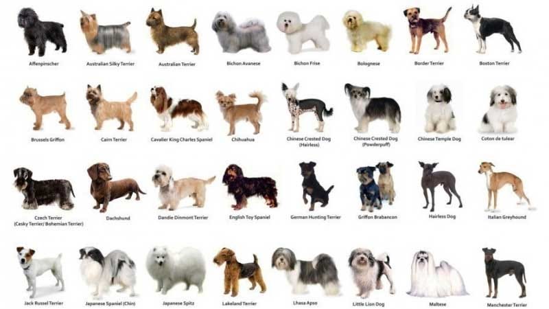 how to find a certain dog breed