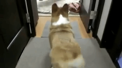 pics Happy Dog Wagging Tail Gif 12 signs of an extremely happy pooch
