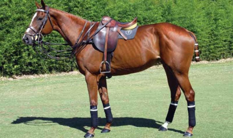 El caballo de polo y su alimentación | by Horses Polo | Medium