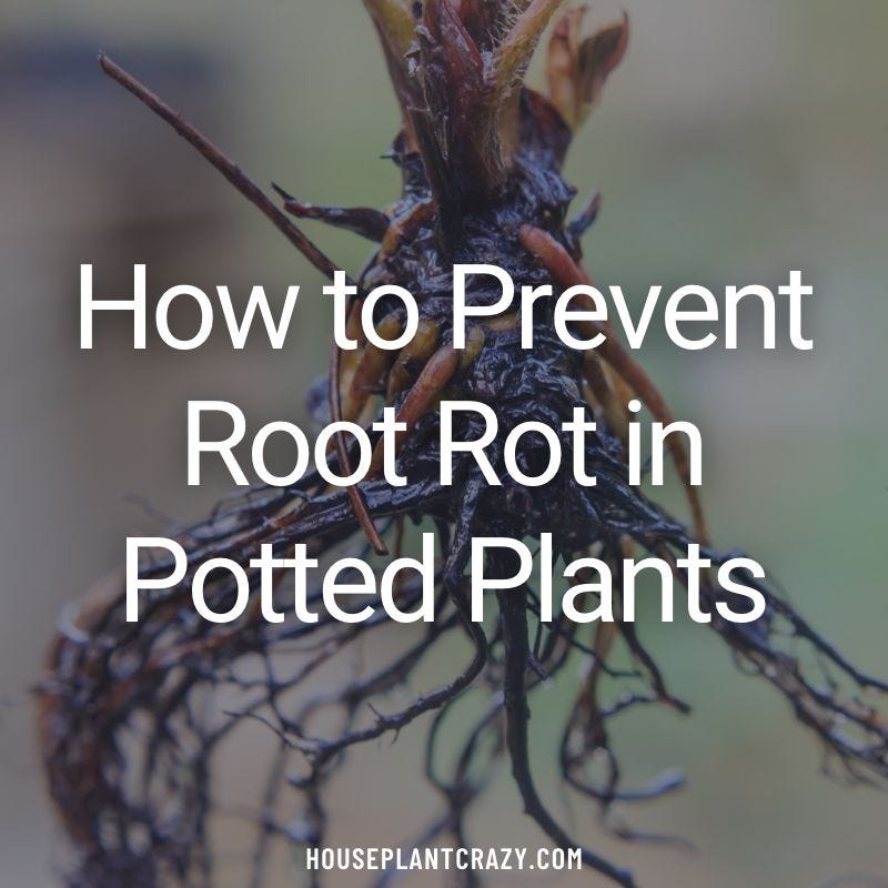 Keep Your Houseplants Healthy How to Prevent Root Rot in Potted Plants