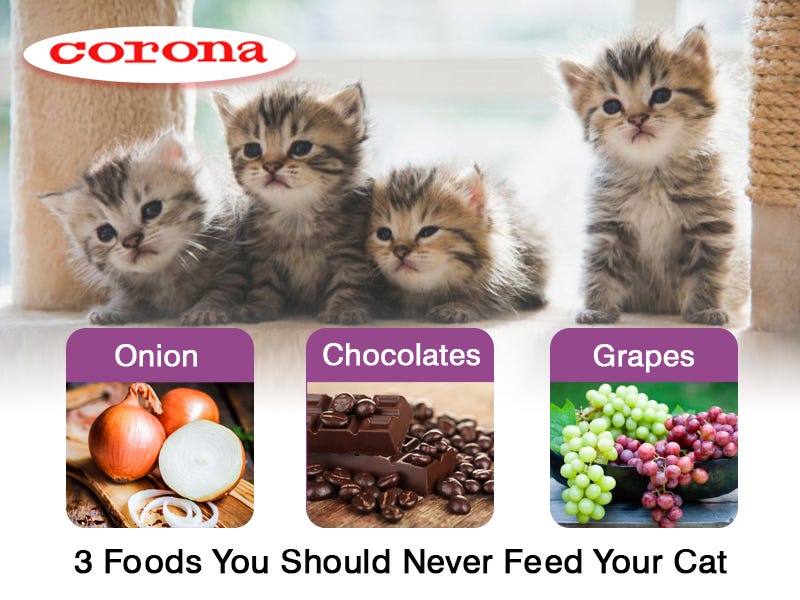 foods you should never feed your cat