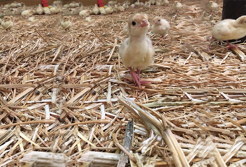 Meet our new English Rose Turkeys by Grove Smith Turkeys Medium