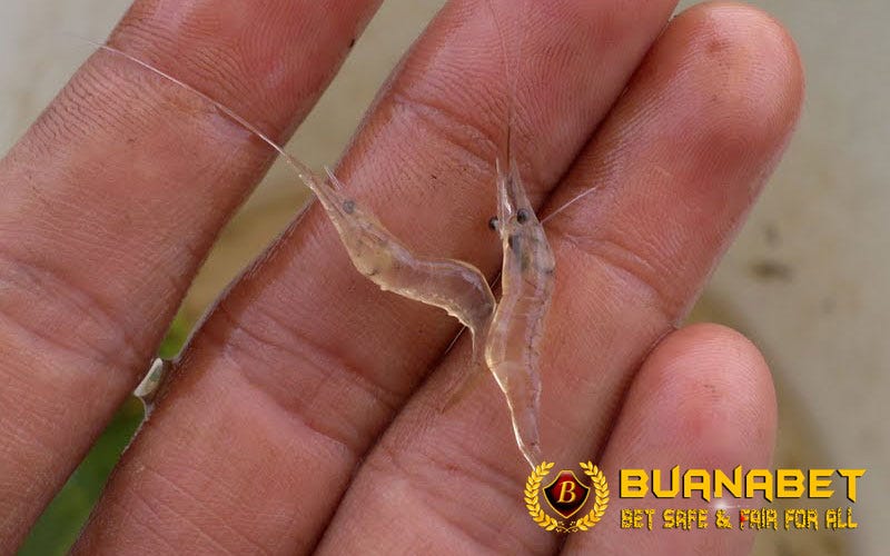 Khasiat Udang Rebon Untuk Ayam Aduan Stefanny Chandra Medium