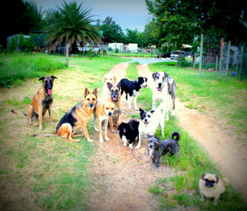 Look How Fat He Is He S So Cute By Robyn Canine Coach Medium