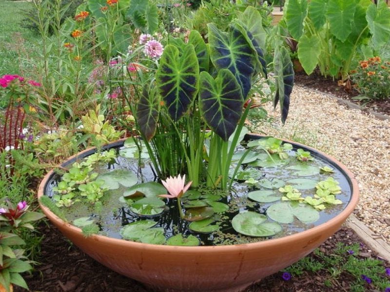 Pond In A Water Pot The Ideal Way To Garden Emma Sand Medium