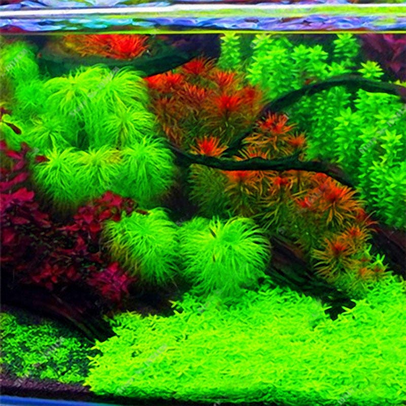 Aquarium Decorations 汪文鸿 Medium