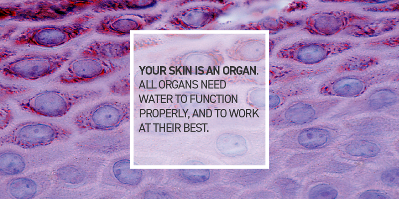 Is Water So Important To Your Skin?