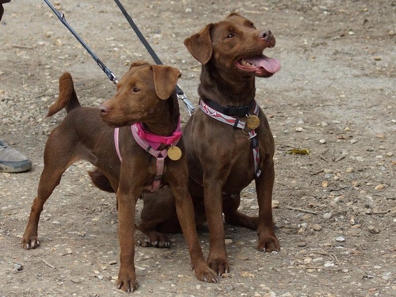 broken coat patterdale terrier