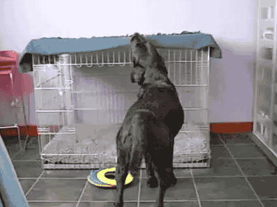 dog blanket for crate