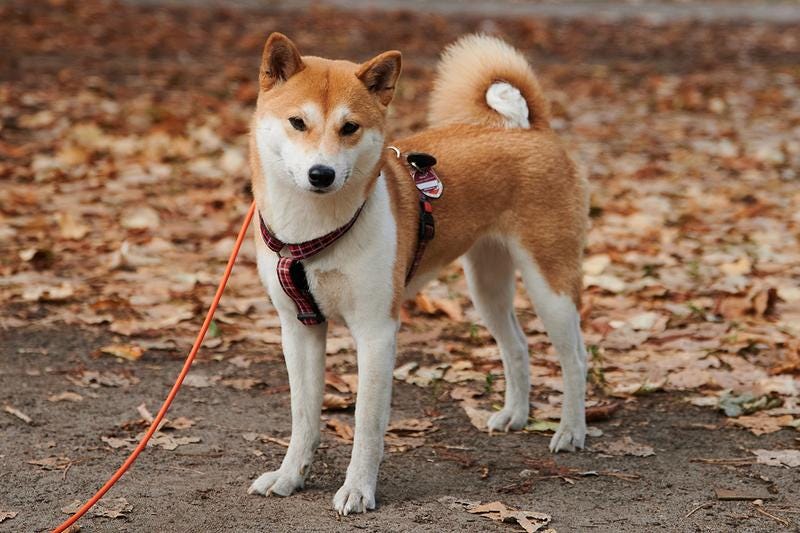 allhailtheshiba.medium.com