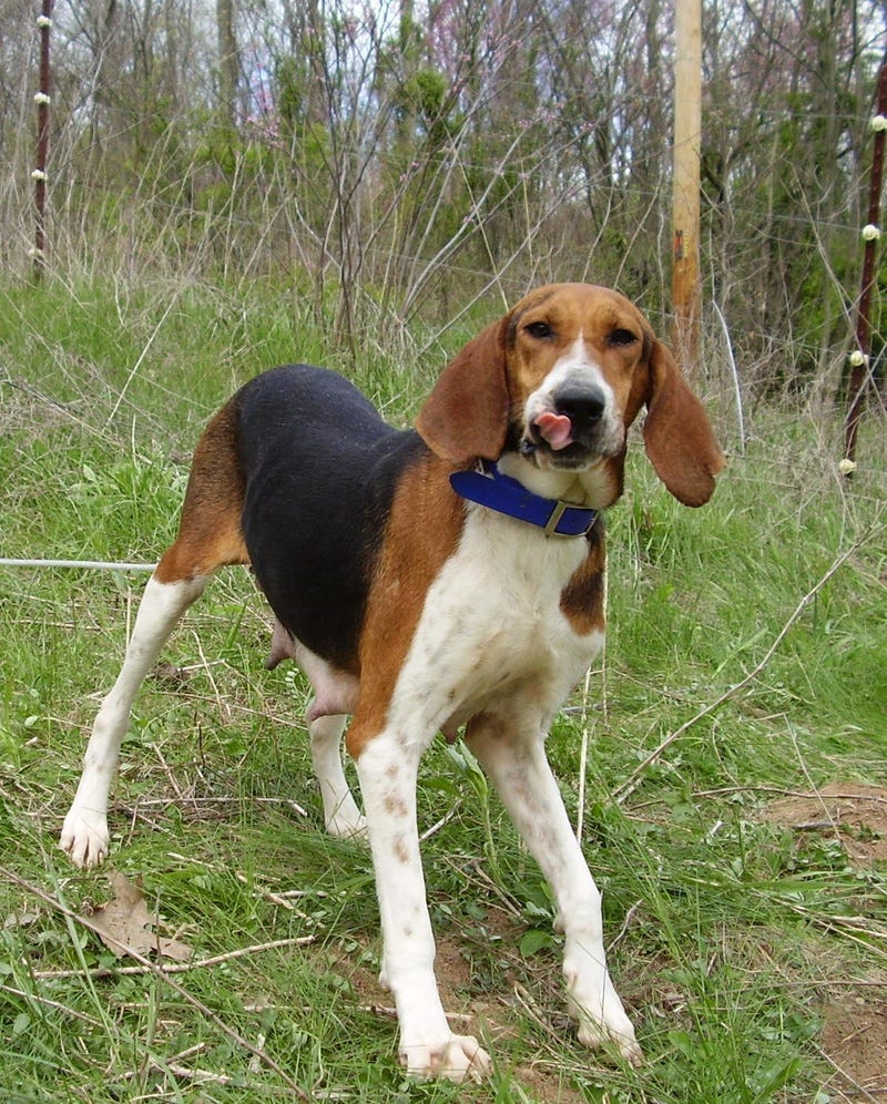 Training Your Dog Not To Switch Sides And Not To Pull While Walking On The Leash By Dogsdata Medium Training Your Dog Not To Switch Sides And Not To Pull While Walking On The Leash By Dogsdata Medium