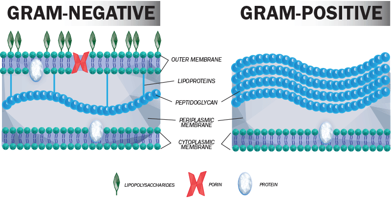 Difference Between Gram Positive and Gram Negative Bacteria