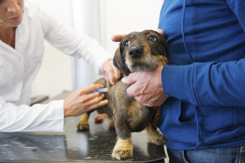 non core vaccines for dogs