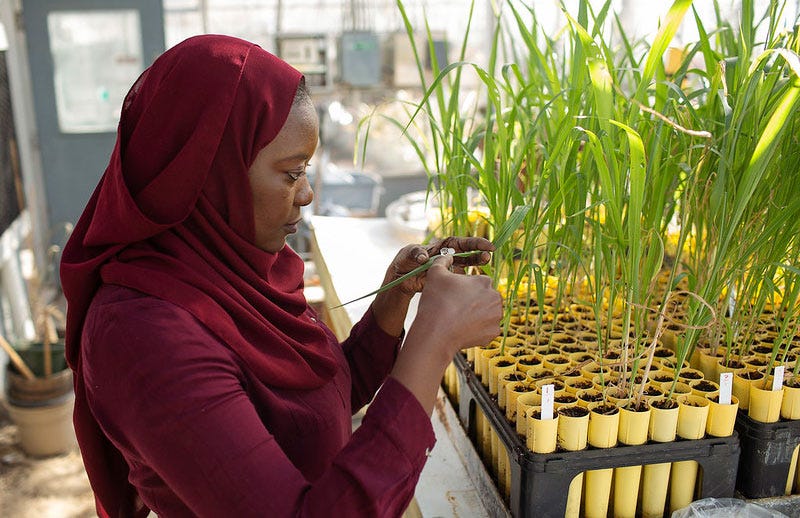 4 Women Scientists Breaking Down Barriers to End Hunger