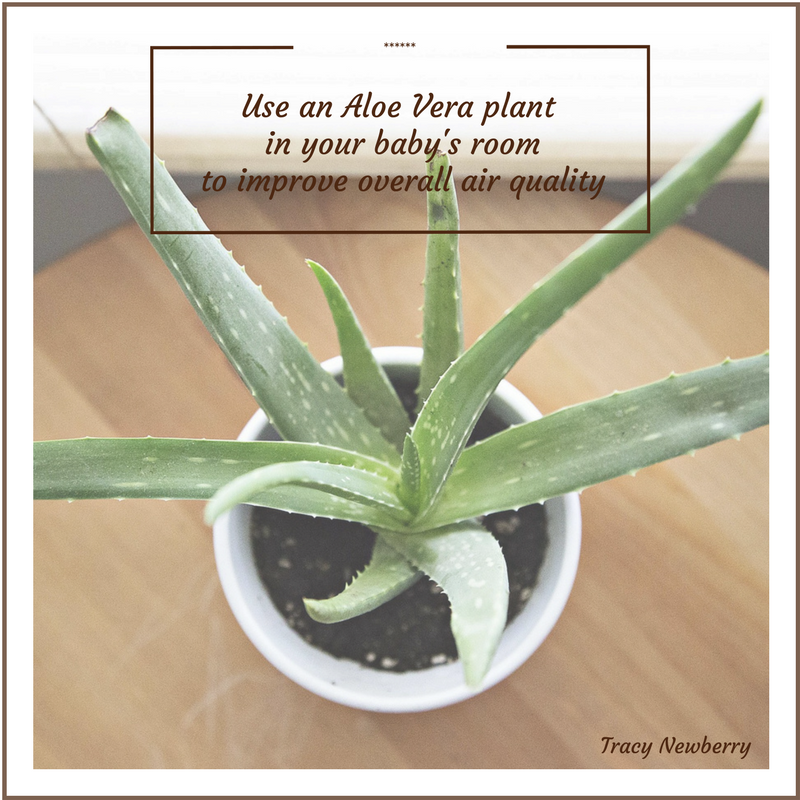 Use An Aloe Vera Plant In Your Baby S Room To Improve Overall Air