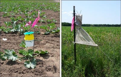 Integrated Pest Management Scouting in Vegetable Crops | by SisaCorp ...