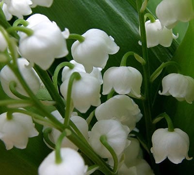 What Do Flowers Symbolise The Meaning Of Flowers By John Atkinson Medium