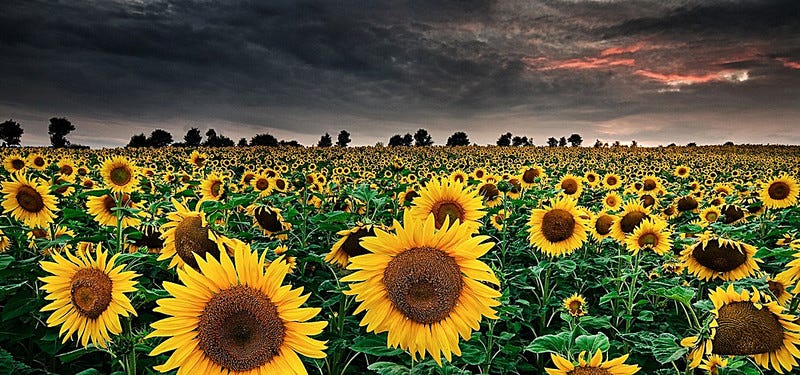Decorating With Sunflowers Flower Delivery Tarzana Medium