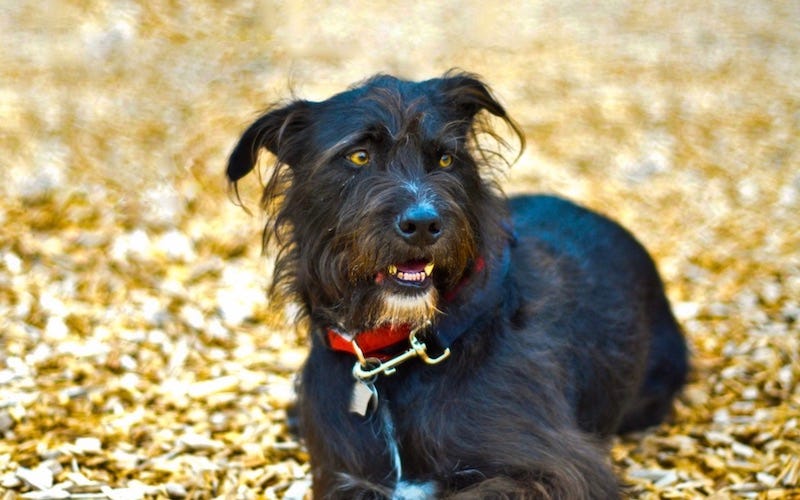 patterdale terrier dog