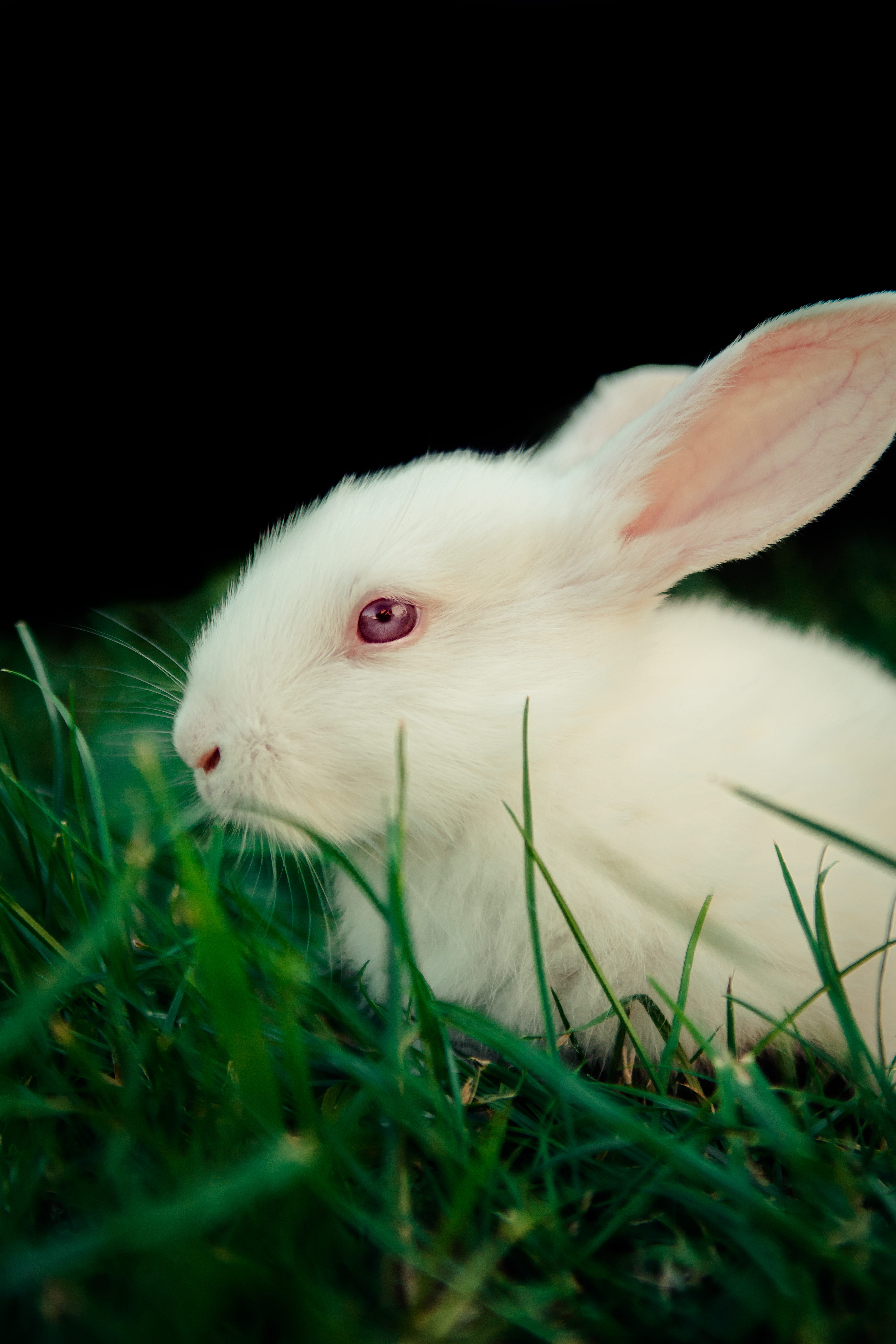 The Magic Rabbit. Rabbits hold a dual role in society as… | by Angel ...