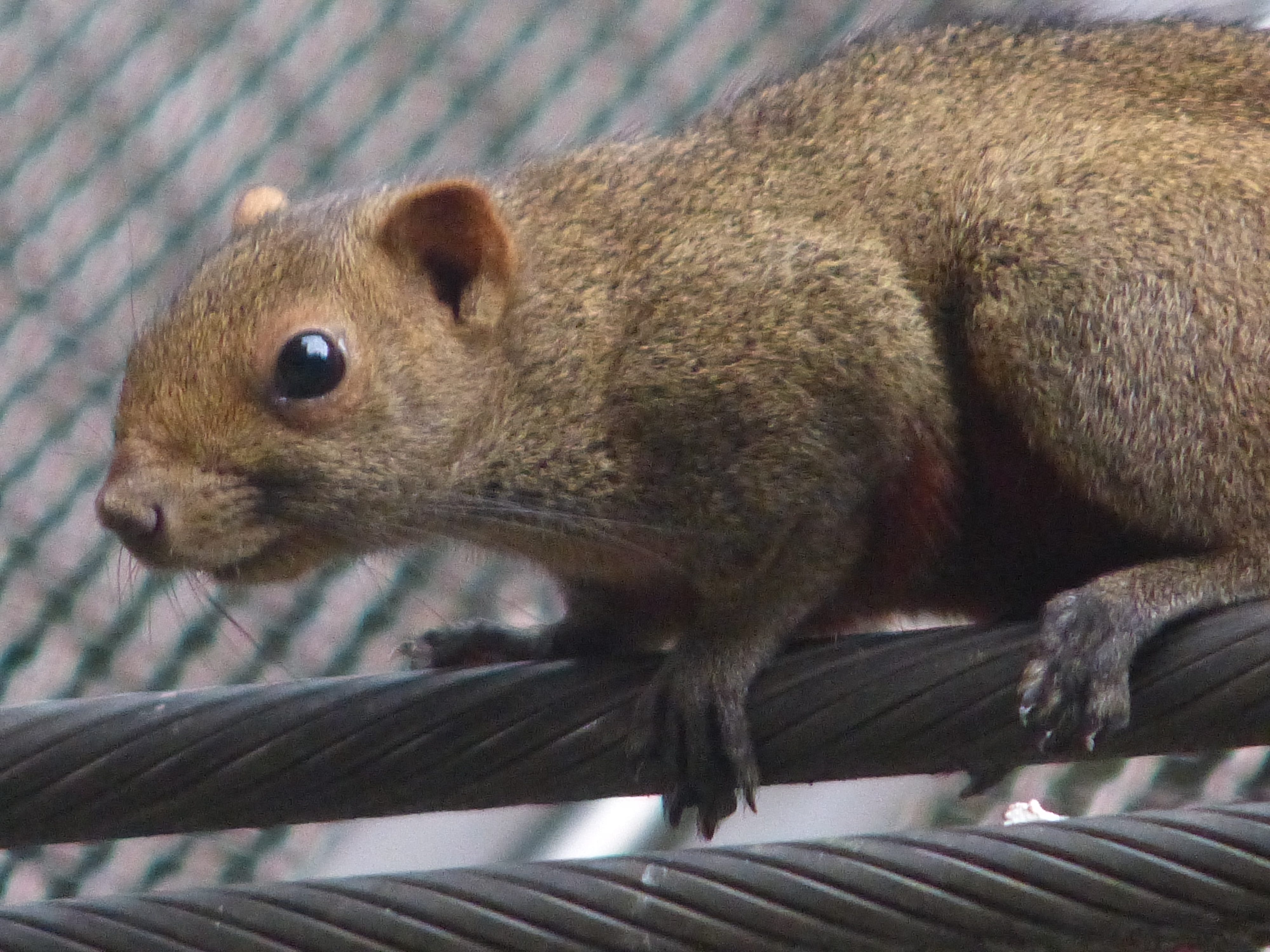 Hong Kong Park Biodiversity. by Thomas Gomersall | by WWF HK | Panda